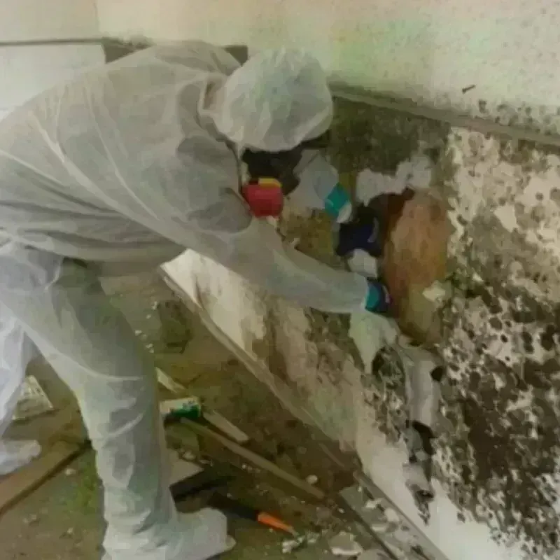 Mold Remediation and Removal in Keller, TX